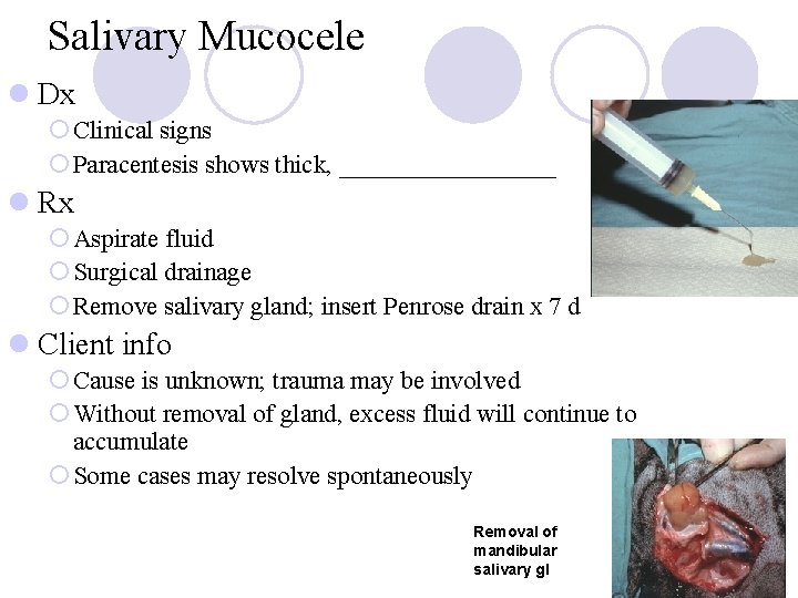 Salivary Mucocele l Dx ¡ Clinical signs ¡ Paracentesis shows thick, _________ l Rx Salivary Mucocele l Dx ¡ Clinical signs ¡ Paracentesis shows thick, _________ l Rx