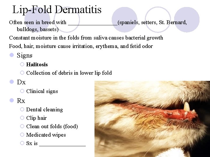 Lip-Fold Dermatitis Often seen in breed with _________(spaniels, setters, St. Bernard, bulldogs, bassets) Constant Lip-Fold Dermatitis Often seen in breed with _________(spaniels, setters, St. Bernard, bulldogs, bassets) Constant