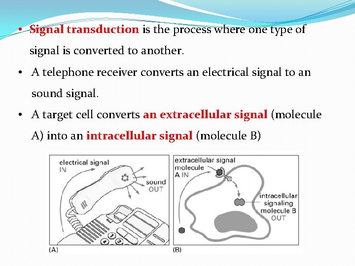  • Signal transduction is the process where one type of signal is converted