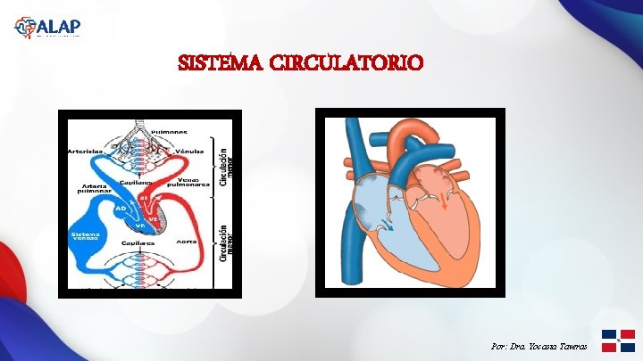 SISTEMA CIRCULATORIO Por: Dra. Yocasta Taveras 