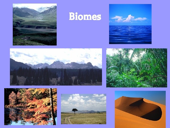 Biomes 