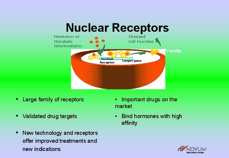 Nuclear Receptors Hormones or Metabolic Intermediates Changed Cell Function Protein Nuclear Receptor Target gene