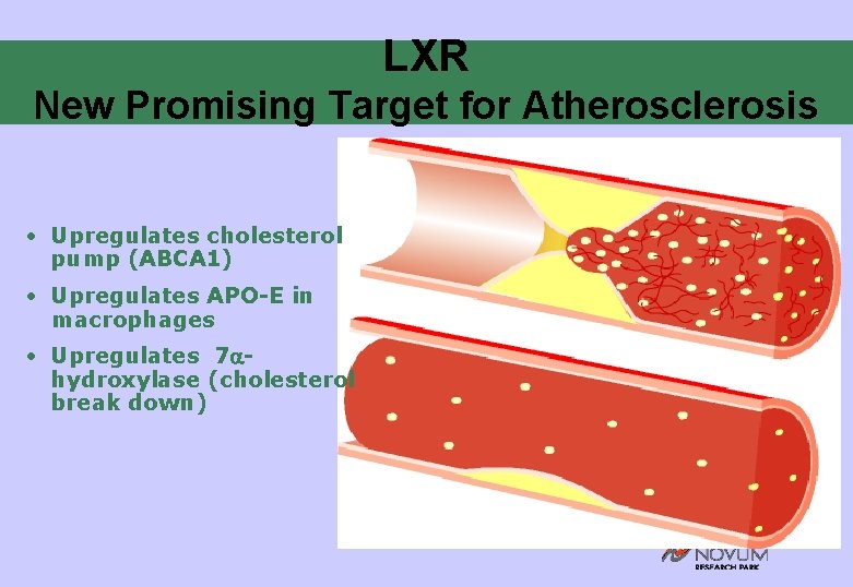 LXR New Promising Target for Atherosclerosis • Upregulates cholesterol pump (ABCA 1) • Upregulates