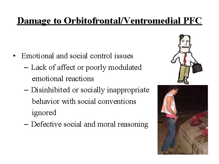 Damage to Orbitofrontal/Ventromedial PFC • Emotional and social control issues – Lack of affect