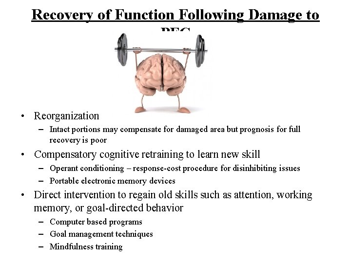 Recovery of Function Following Damage to PFC • Reorganization – Intact portions may compensate