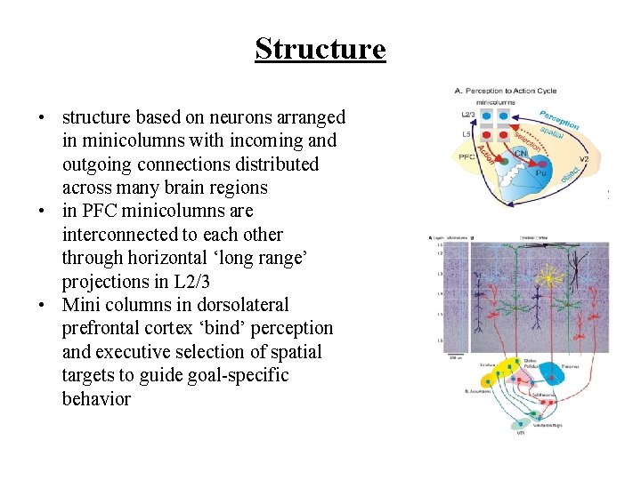 Structure • structure based on neurons arranged in minicolumns with incoming and outgoing connections