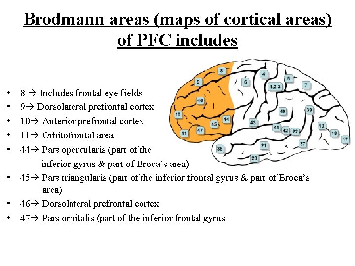 Brodmann areas (maps of cortical areas) of PFC includes • • • 8 Includes