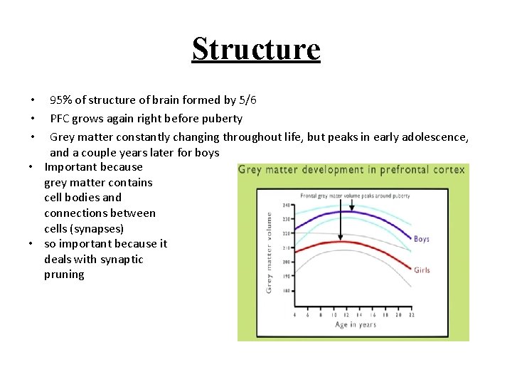 Structure 95% of structure of brain formed by 5/6 PFC grows again right before