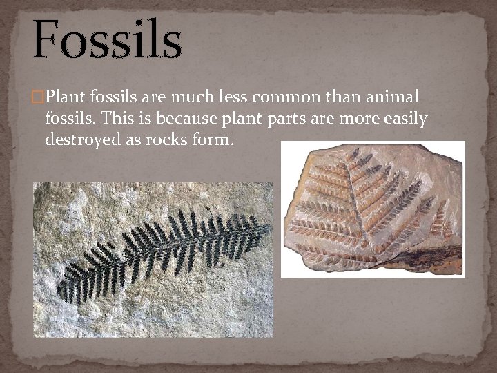 Fossils �Plant fossils are much less common than animal fossils. This is because plant