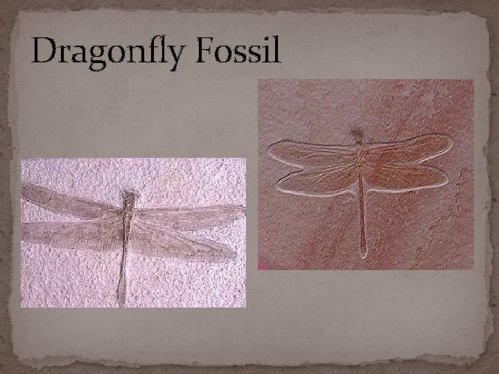Dragonfly Fossil 