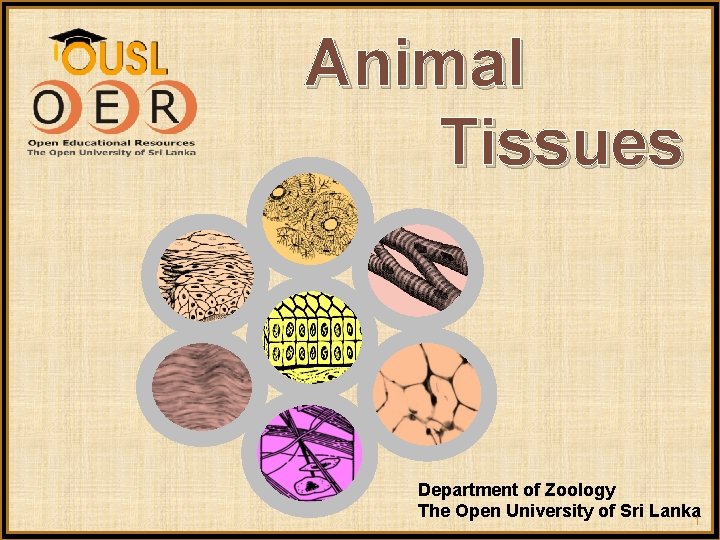 Animal Tissues Department of Zoology The Open University of Sri Lanka 1 