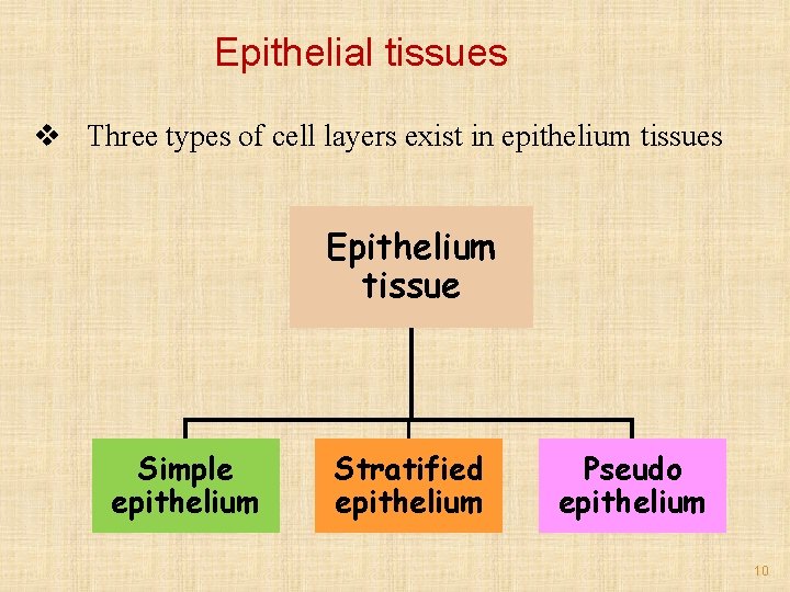 Epithelial tissues v Three types of cell layers exist in epithelium tissues Epithelium tissue
