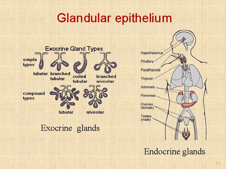 Glandular epithelium Exocrine glands Endocrine glands 12 