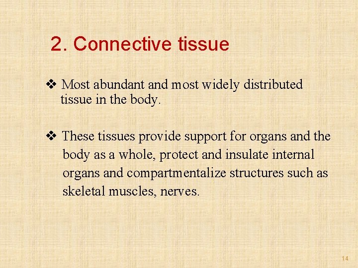 2. Connective tissue v Most abundant and most widely distributed tissue in the body.
