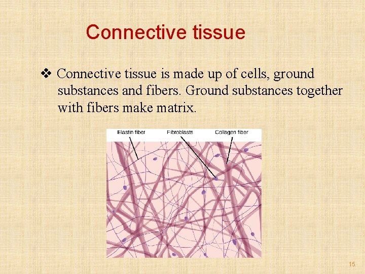 Connective tissue v Connective tissue is made up of cells, ground substances and fibers.