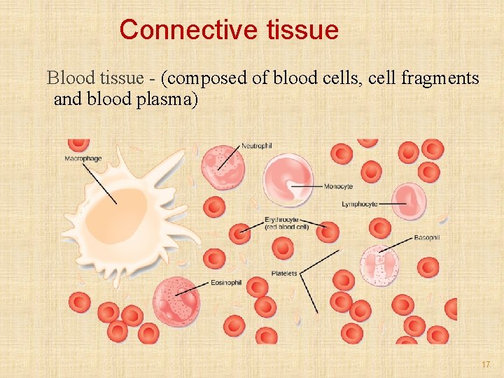 Connective tissue Blood tissue - (composed of blood cells, cell fragments and blood plasma)