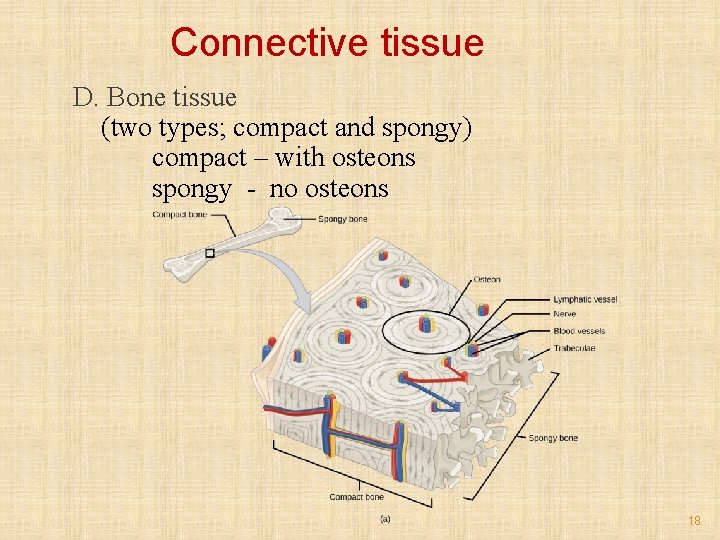 Connective tissue D. Bone tissue (two types; compact and spongy) compact – with osteons