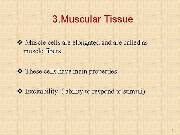 3. Muscular Tissue v Muscle cells are elongated and are called as muscle fibers