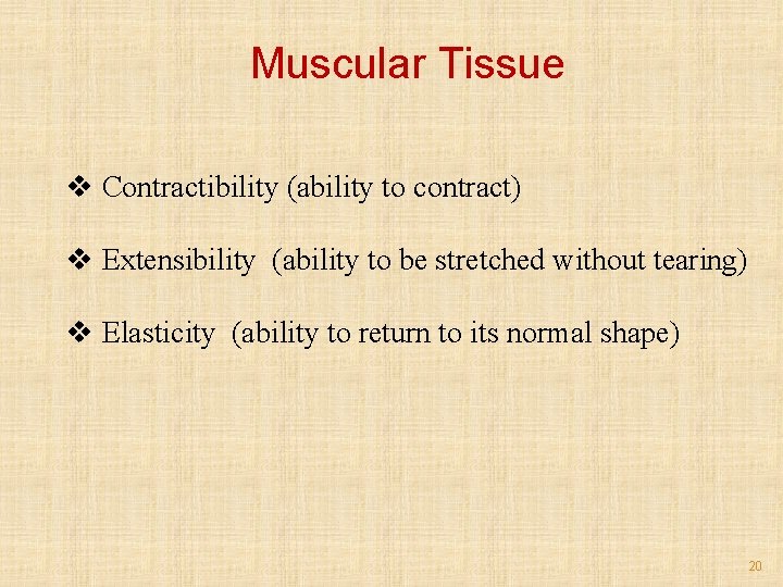 Muscular Tissue v Contractibility (ability to contract) v Extensibility (ability to be stretched without