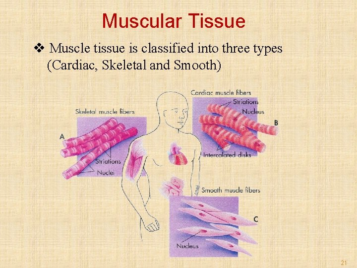 Muscular Tissue v Muscle tissue is classified into three types (Cardiac, Skeletal and Smooth)