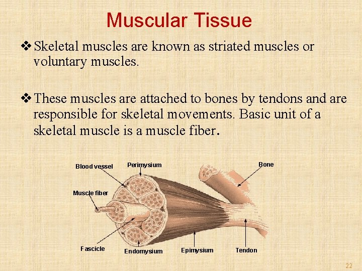 Muscular Tissue v Skeletal muscles are known as striated muscles or voluntary muscles. v