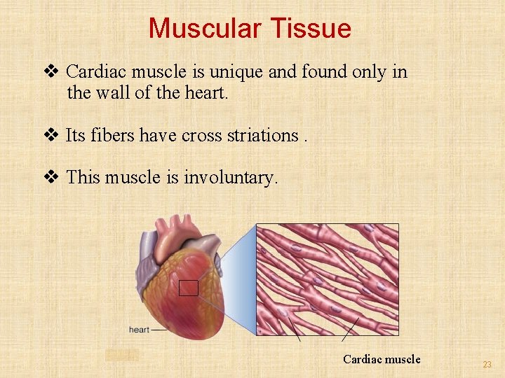 Muscular Tissue v Cardiac muscle is unique and found only in the wall of