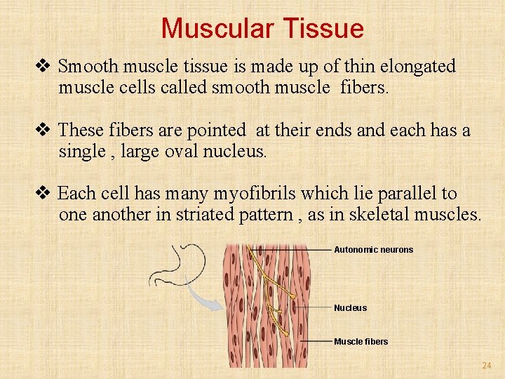 Muscular Tissue v Smooth muscle tissue is made up of thin elongated muscle cells