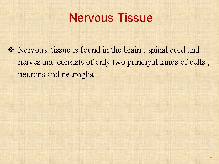 Nervous Tissue v Nervous tissue is found in the brain , spinal cord and