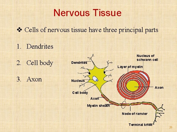 Nervous Tissue v Cells of nervous tissue have three principal parts 1. Dendrites 2.