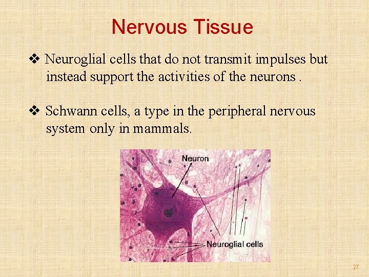 Nervous Tissue v Neuroglial cells that do not transmit impulses but instead support the