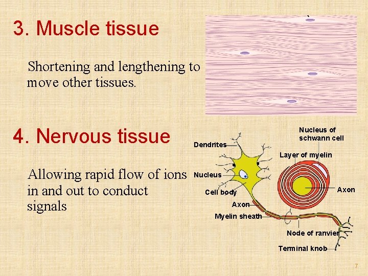 3. Muscle tissue Shortening and lengthening to move other tissues. 4. Nervous tissue Nucleus