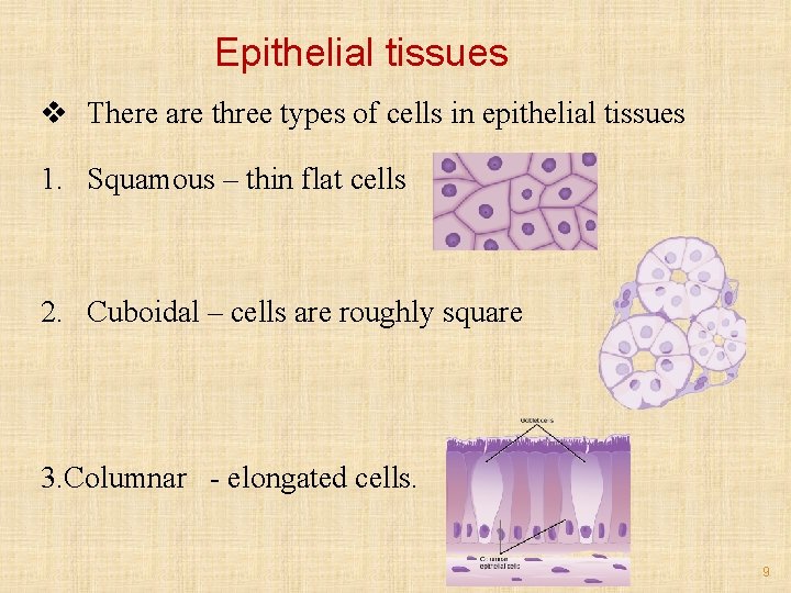 Epithelial tissues v There are three types of cells in epithelial tissues 1. Squamous