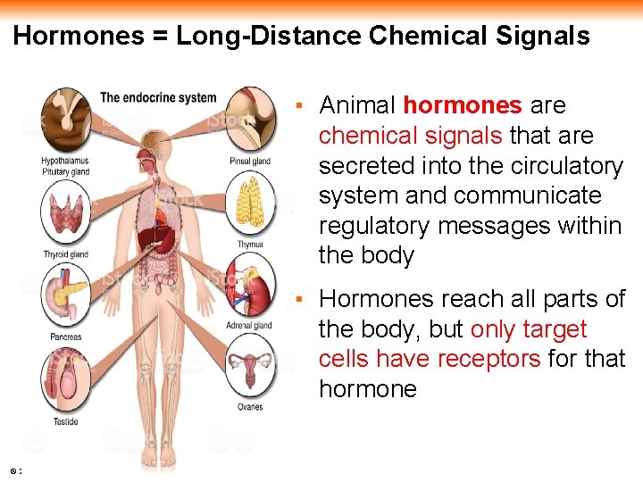 Hormones = Long-Distance Chemical Signals ▪ Animal hormones are chemical signals that are secreted