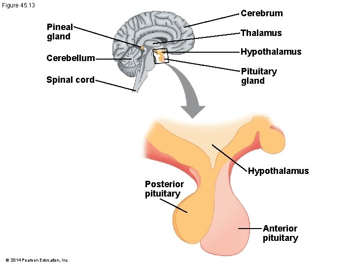 Figure 45. 13 Cerebrum Pineal gland Thalamus Hypothalamus Cerebellum Pituitary gland Spinal cord Hypothalamus