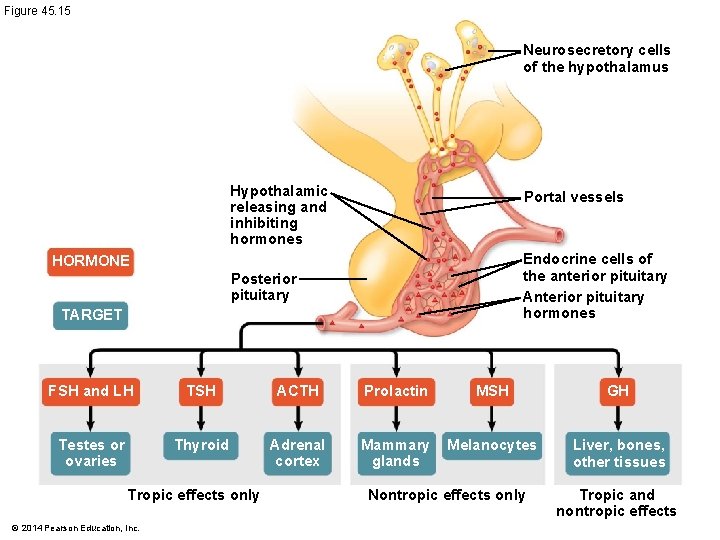 Figure 45. 15 Neurosecretory cells of the hypothalamus Hypothalamic releasing and inhibiting hormones Portal
