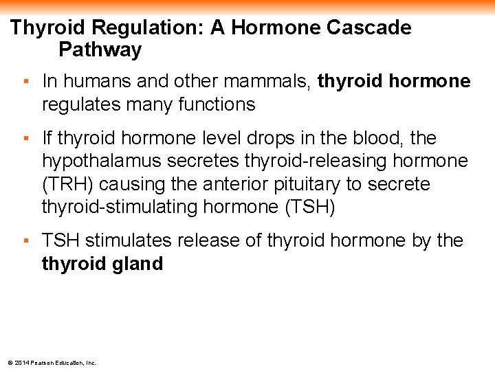Thyroid Regulation: A Hormone Cascade Pathway ▪ In humans and other mammals, thyroid hormone
