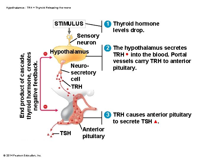 Hypothalamus : TRH = Thyroid Releasing Hormone STIMULUS End product of cascade, thyroid hormone,