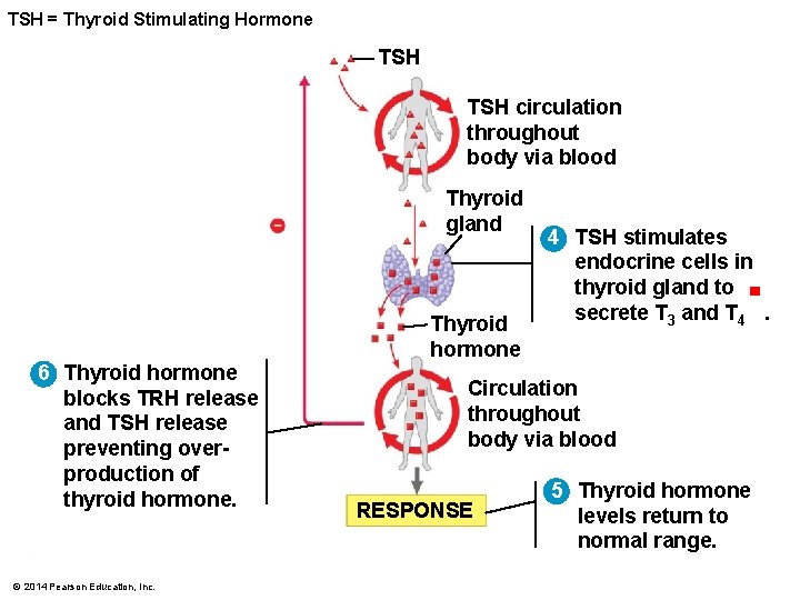 TSH = Thyroid Stimulating Hormone TSH circulation throughout body via blood Thyroid gland 4