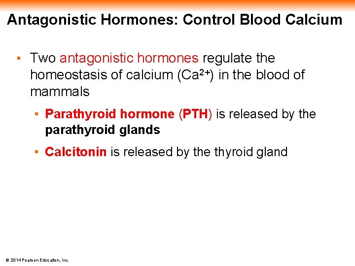 Antagonistic Hormones: Control Blood Calcium ▪ Two antagonistic hormones regulate the homeostasis of calcium