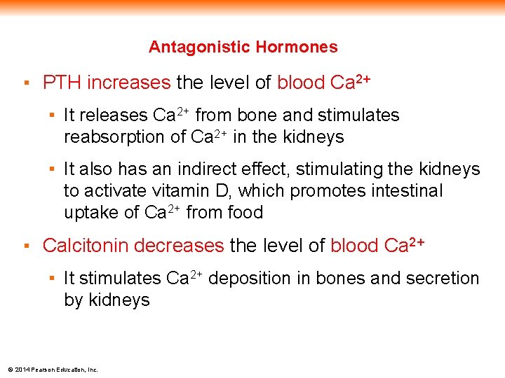 Antagonistic Hormones ▪ PTH increases the level of blood Ca 2+ ▪ It releases