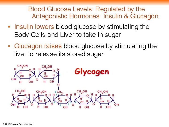 Blood Glucose Levels: Regulated by the Antagonistic Hormones: Insulin & Glucagon ▪ Insulin lowers