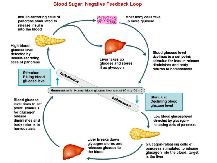 Blood Sugar: Negative Feedback Loop © 2014 Pearson Education, Inc. 