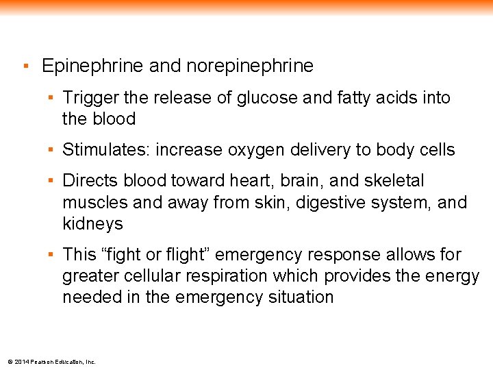 ▪ Epinephrine and norepinephrine ▪ Trigger the release of glucose and fatty acids into