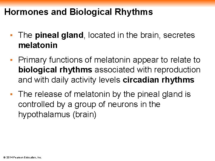 Hormones and Biological Rhythms ▪ The pineal gland, located in the brain, secretes melatonin