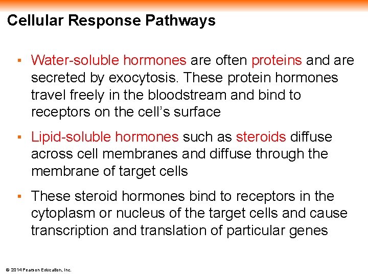 Cellular Response Pathways ▪ Water-soluble hormones are often proteins and are secreted by exocytosis.