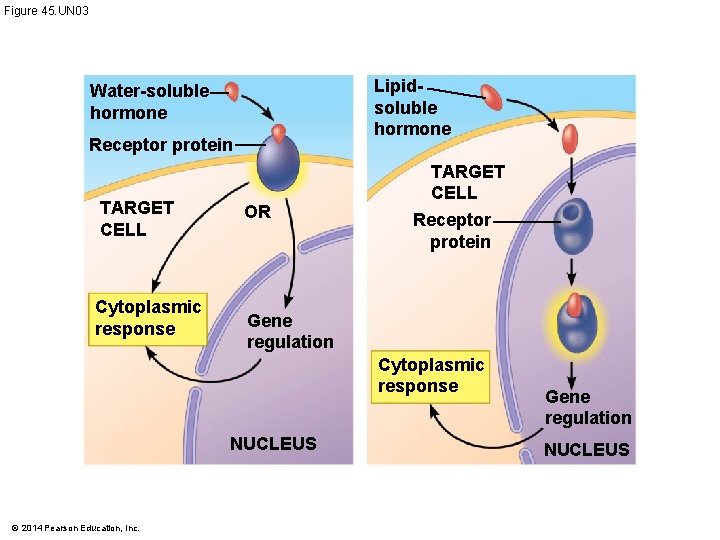 Figure 45. UN 03 Lipidsoluble hormone Water-soluble hormone Receptor protein TARGET CELL Cytoplasmic response