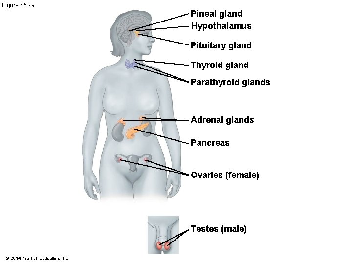 Figure 45. 9 a Pineal gland Hypothalamus Pituitary gland Thyroid gland Parathyroid glands Adrenal