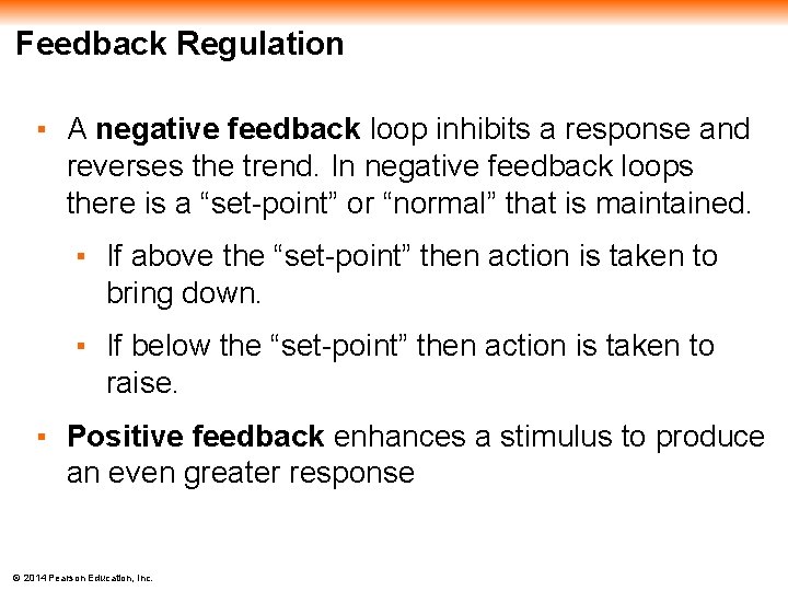 Feedback Regulation ▪ A negative feedback loop inhibits a response and reverses the trend.