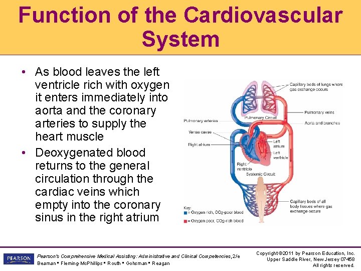 Function of the Cardiovascular System • As blood leaves the left ventricle rich with