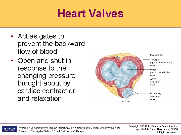 Heart Valves • Act as gates to prevent the backward flow of blood •